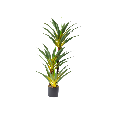 Agave