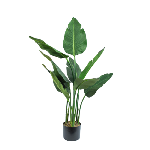 Strelitzia tree
