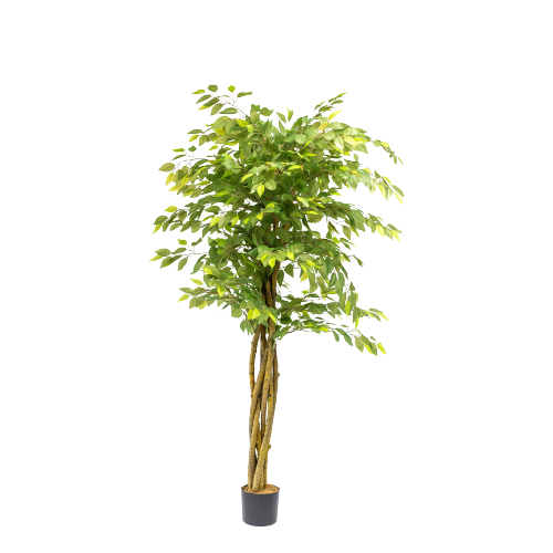 Ficus tree