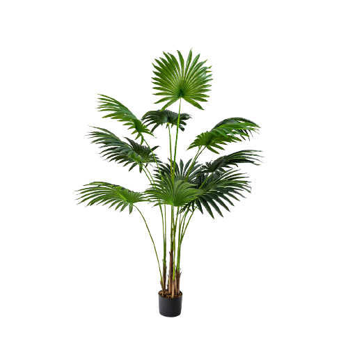Fan palm
